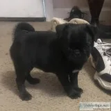 Pug puppy