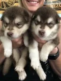 Alaskan Malamute Puppies