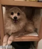 Handsome Pomeranian