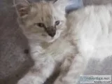 Lynx Kitten