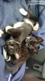 Kittens Kittens Kittens