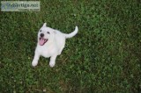 White GERMAN Shepard