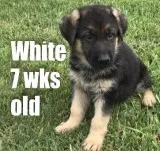 AKC German Shepherd puppies