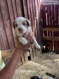 Australian shepherds puppies