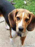 Leo 5 months beagle