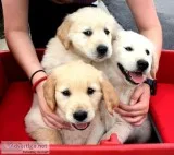 Golden retrievers