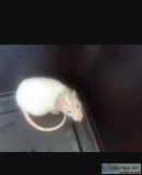 Rat pair