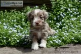 Tiny Toy Aussiedoodle Puppies