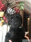 Goldenfemale pups F1bF1bb