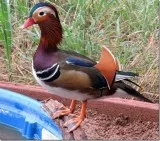 Mandarin Ducklings for sale