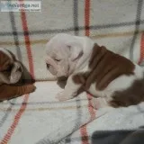 AKC English bulldog puppies