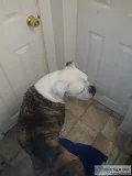 English bull
