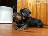 Yorkie puppies