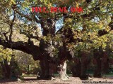 TREE UNIQUE  BB