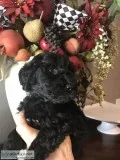 Goldendoodles puppies F1bF1bb