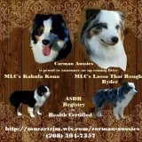 Australian Shepherd Litter due September of 2019