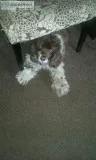 free dog
