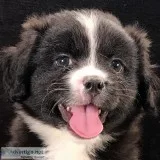Pegasus Male Black and White Pandiebear Puppy in Chattanooga
