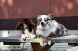 Tiny Toy Aussiedoodle Puppies