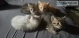 Kittens