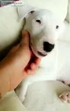 Female Bull Terrier 9 weeks