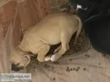 BlueBrindle Pitbull Puppies
