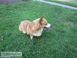 Pembroke Welsh Corgi