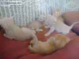 -FREE KITTENS- -ADORABLE-