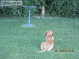 Don s pet containment