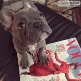 Stunning quality french bulldog pups for