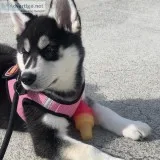 Playful blue eyes siberian husky pupps