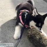 Well train siberian husky puppy for sale