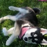Excellent blue eyes siberian husky pupps