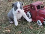Boston terrier puppies