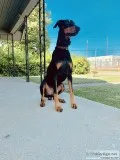 10 month old Doberman Puppy for Sale