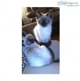 Full breed Siamese kittens
