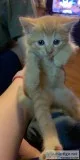 Kittens Free to a good home