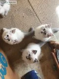 Reasonable Ragdoll kittens for sale.