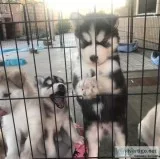 Sweet Siberian Husky Puppies TEXT (814) 347-6991