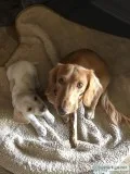 9 week old Doxie x