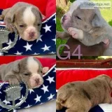 Olde English Bulldog pups