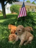Goldendoodle Pups F1 and F1B