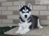 Cute Siberian Husky Puppies for Your Kids