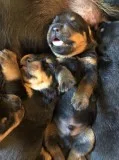 Male and Female Rotweiler puppies