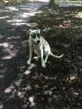 Free need to re- home