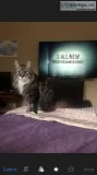 Maine Coon for sale