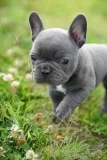 Adorable Bule French Bulldog Puppies For Sale