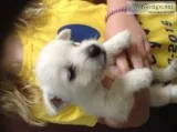 Westie females