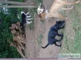 Bella s Pups