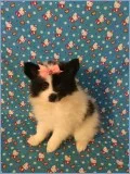 CKC Parti-color Pomimo Puppy